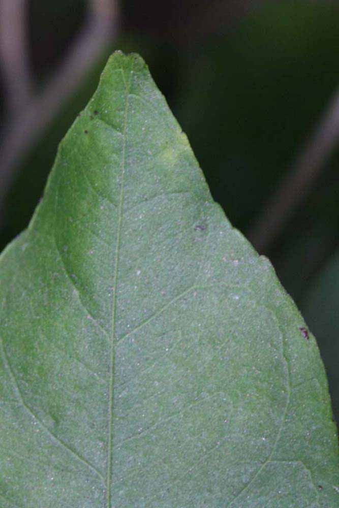              Margin (Riverside, CA)       